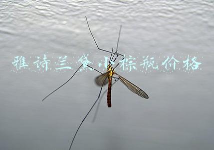 雅诗兰黛小棕瓶价格