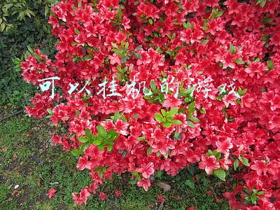 可以挂机的游戏