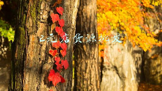 2元店货源批发