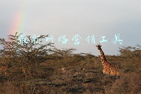 最新网络营销工具