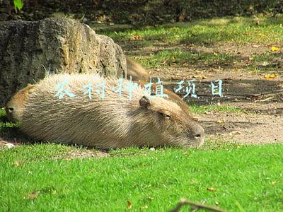 农村种植项目