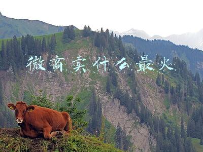 微商卖什么最火