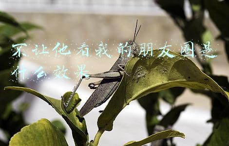 微信里不让他看我的朋友圈是什么效果(借花献佛：微信朋友圈展示规则)