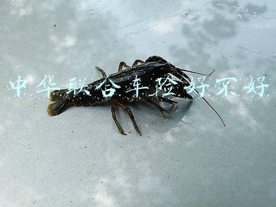 车险中华联合保险怎么样(中华联合人寿中华赢增额终身寿险，真实收益率测算)