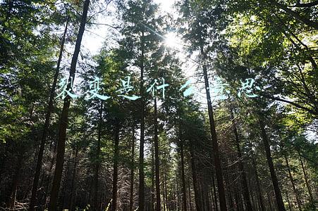 裂变是什么意思
