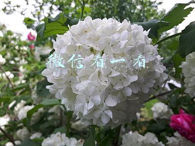 微信看一看