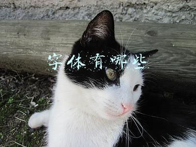 字体有哪些
