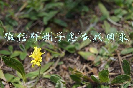微信群删了怎么找回来