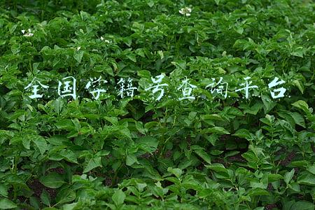 全国学籍号查询平台