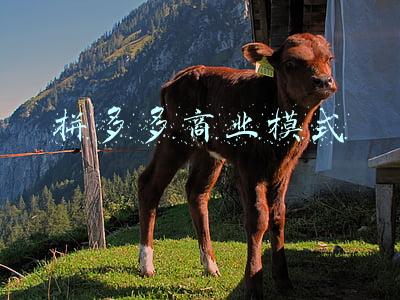 拼多多商业模式分析(拼多多商业模式分析)