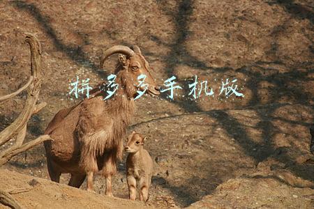 拼多多手机版怎么下架商品(惹众怒了！天猫、京东、拼多多、华为、小米、vivo纷纷出手，连百度地图都搜不到了)