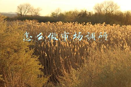 怎么做市场调研