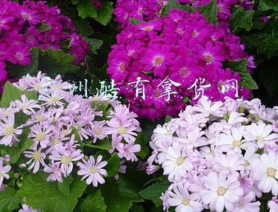 广州酷有拿货网app怎么下载(比1688、阿里巴巴还要便宜的36个货源网站)
