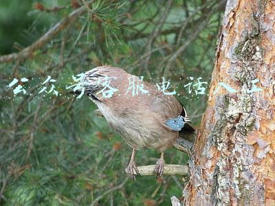 公众号客服电话人工