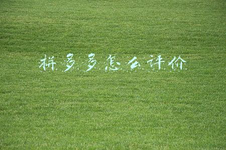 拼多多怎么评价