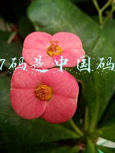 美码7码是中国码多大