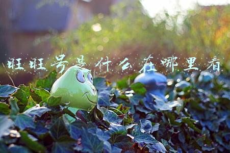 旺旺号是什么在哪里看