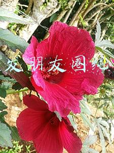 怎么发朋友圈纯文字