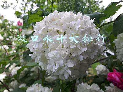 漱口水(漱口水真的是口腔清洁的“神仙水”吗？)