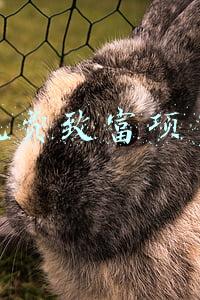 免费致富项目
