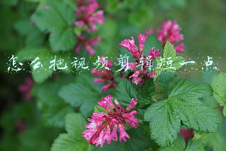 怎么把视频剪辑短一点