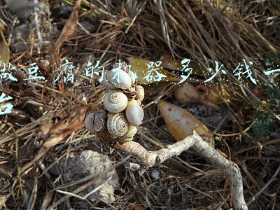 小型做豆腐的机器多少钱一台(不锈钢鱼豆腐斩拌机，小型蔬菜生姜斩拌机，高速肉类蔬菜斩拌机)
