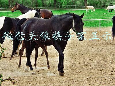 微信头像换了不显示