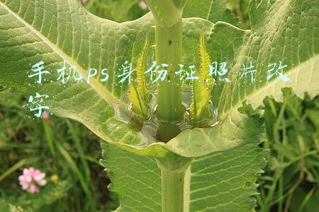 手机ps身份证照片改字