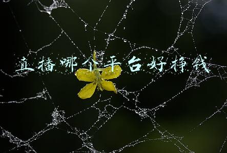 直播哪个平台好挣钱