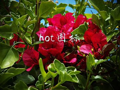 hot图标