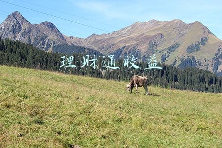 理财通收益的钱去哪了(跨境理财通迎来首批开户，中外资行准备了百余款产品)