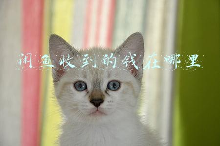 咸鱼收到的钱在哪里(真实记录：我的闲鱼故事)