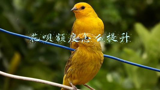 花呗额度怎么提升