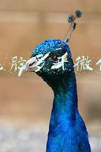 电脑多开微信按什么键(电脑端微信双开小技巧)