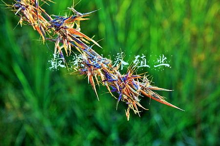 最紧缺养殖业蚂蚱养殖(昌邑：害虫成了致富宝 蚂蚱养殖价格高)