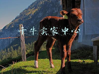 千牛卖家中心