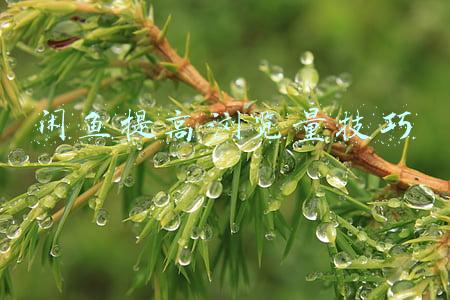 闲鱼提高浏览量技巧