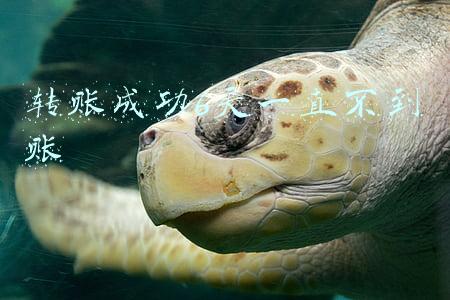 转账成功6天一直不到账