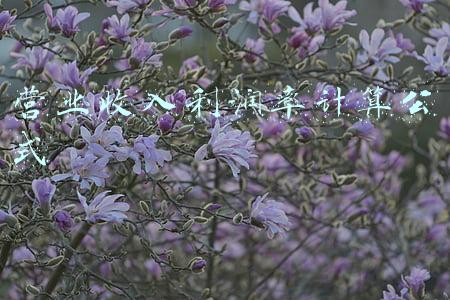 营业收入利润率计算公式