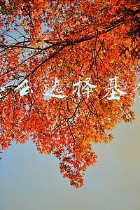 怎么选择基金公司(如何选择基金公司？)