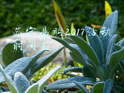 苏宁易购2017活动时间表