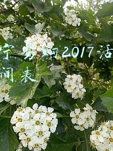 苏宁易购2017年度报告(苏宁易购发布2020年年报，营收与净利双双下降)