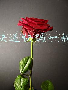 顺丰快递一般要几天(顺丰快递真的快吗？)