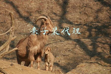 亲子装代理