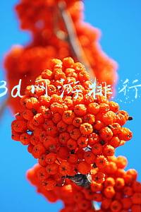 新3d网游排行榜