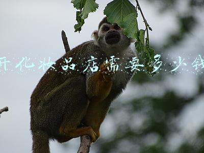 开化妆品店需要多少钱
