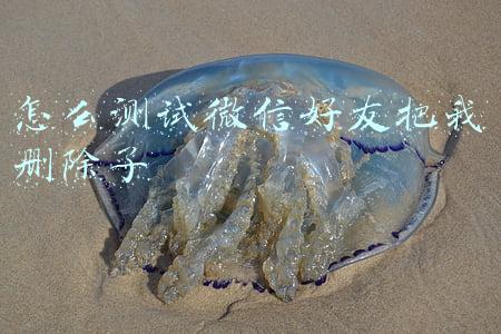 怎么测试微信好友把我删除了代码(教你微信神奇代码，检测是否被好友删)