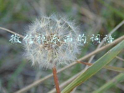 微信掉东西的词语