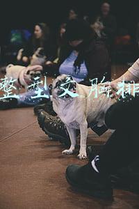 调整型文胸排名
