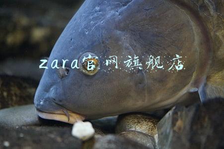 zara中国官网旗舰店(ZARA携手中国设计师推出联名系列共贺新年)